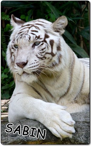 AskATiger's profile picture. I'm a tiger. Ask me anything. Customer support for domesticated animals of all stripes. #StayWild