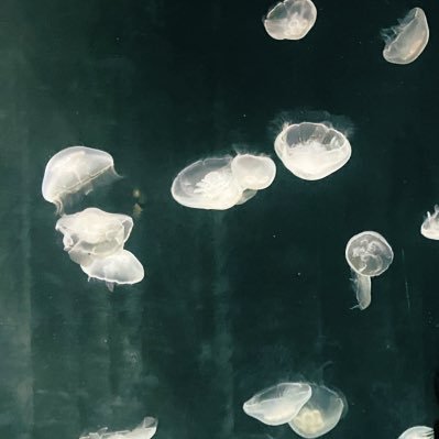 owcs8's profile picture. ドカタまんちょよいちょ♡🏨