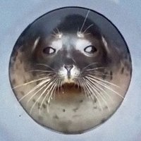 Seals(@dailyseals) 's Twitter Profile Photo
