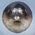 Seals (@dailyseals) Twitter profile photo