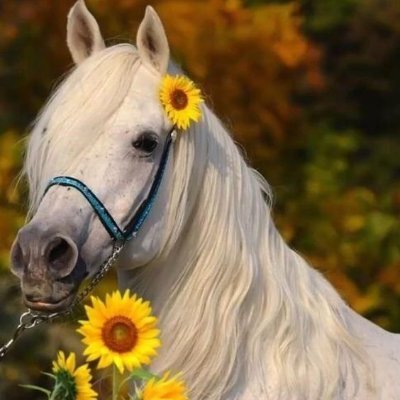 Fotos e vídeos de lindos cavalos