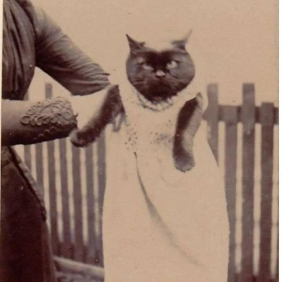 cat from 1890 $osc