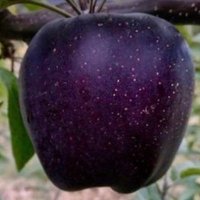 ApplesandDeerSkulls (@appledeerskull) 's Twitter Profile