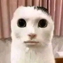 Sasaya_e's profile picture. japonês from 📍xique xique, Bahia @Kayoubyy  ❣️