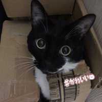 ( ๑´•ω•)۶”りちゃりちゃこ🇺🇸🇯🇵🎶 (@12desires) 's Twitter Profile Photo ( ๑´•ω•)۶”りちゃりちゃこ🇺🇸🇯🇵🎶 (@12desires) 's Twitter Profile Photo