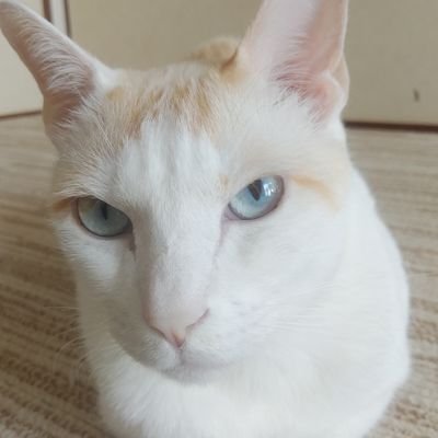 やまと 2018.4or5月生まれ.6才.男の子😺
ビビリで優しいが、かなりどんくさい😽
とっても癒やされる存在😊