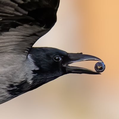 crow_gift Profile Picture