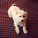 Henry Buckingham - @motherbucker14 - Twitter