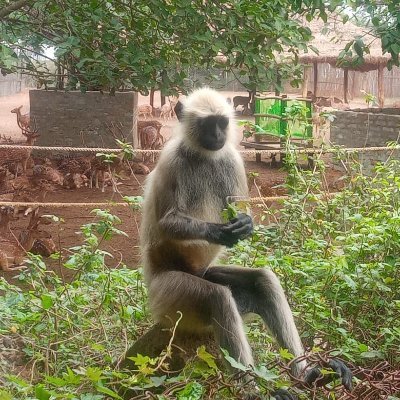 PSasmalJU's profile picture. মিথ্যা হল ব্যবসা......