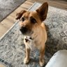 LynnLombardi2's profile picture. Protect our God-given rights & freedoms|Truth Matters| Tulsi’s badass|All living beings, in all kinds of bodies, are sparks of God & are individually AMAZING ☮❤