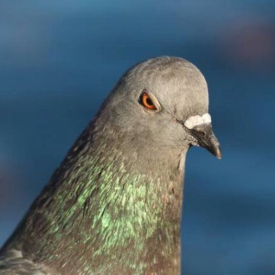a_london_pigeon Profile Picture