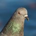 a_london_pigeon (@a_london_pigeon) Twitter profile photo