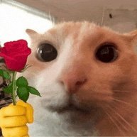 catwifflowers's profile picture. catwifflowers!  is the new trend in meme coin. Fashionable, trendy and a world wide social app build on Solana to connect all the Catverse fans!