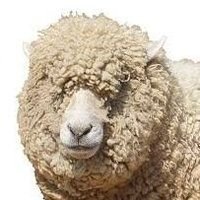 *WOOL* (@mocomoco_wool) 's Twitter Profile