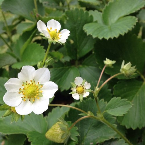 annacheeseman's profile picture. 