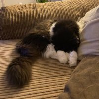 Tamsin (@tamsin14017575) 's Twitter Profile