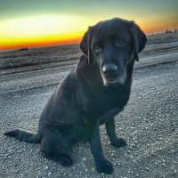 K9 Merlot(@PADSk9Merlot) 's Twitter Profile Photo