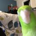 Rico (@Ricotheparrot) Twitter profile photo