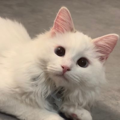 nanashinosoro's profile picture. 