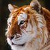 THE ANIMAL (@bigman_freddy) Twitter profile photo THE ANIMAL (@bigman_freddy) Twitter profile photo