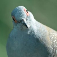スターター (@starter_quiz) 's Twitter Profile