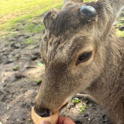 00🚹岐阜の山のふもと（愛知の隣）で一人暮らししてる高卒社畜によるツイ廃垢 趣味（家庭菜園/ウマ娘/競馬/野球観戦（阪神ファン）/デレマス） 美味いもんを食べる為に生きてる