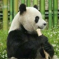 Panda News🐼(@pandanews306) 's Twitter Profile Photo