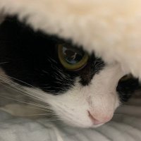 酷めのエゴりん (@okanehotiiyon) Twitter profile photo
