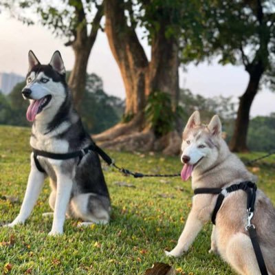 Pet supplies and accessories WhatsApp 08170318387