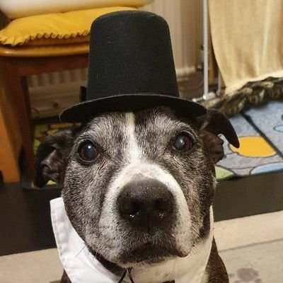 Have 14 y/o Watford Supporting Staffie Terrier.