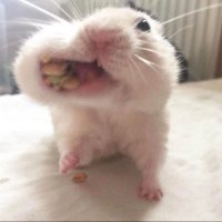 🍤 (@tsuiennuyume) 's Twitter Profile