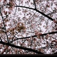 かがわ (@electroni_bonp) 's Twitter Profile