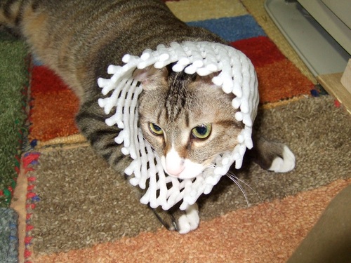 K K 産婦人科に勤務の看護士 最近奇形が多い 一番多いのが 口唇口蓋裂 次に多いのがダウン症 Http T Co Hbiwvloiur Neko Aiiさんから