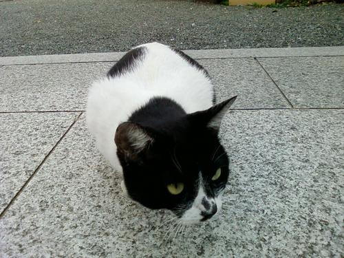 猫好き弁護士　東京在住　「動物の愛護及び管理に関する法律」に関心を持っています。　伴侶動物は猫３頭（２頭は家、１頭は虹の橋）