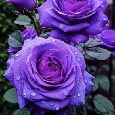 Daisy501989953's profile picture. "The key to finding inner peace is knowing that you have the power to choose your response to any situation."