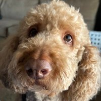 Geoff (@geoffpf2e) 's Twitter Profile