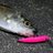 Allen0819angler