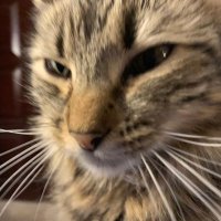 La_Dolo (@mdolov) 's Twitter Profile