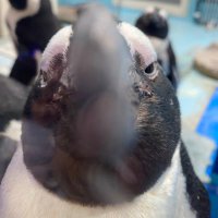 片吟企鵝人鳥(@penguinkawayo) 's Twitter Profile Photo