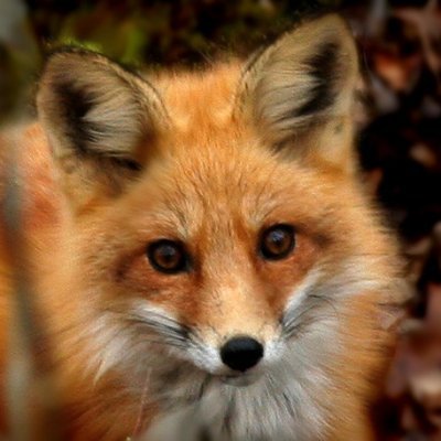 🦊いつでもゲーム三昧🦊
みんな落ち着きたまえ、こんな辺鄙な場所に第三者などおるはずもなく、ましてや祟りや怨霊などありえんよ。そしてここにいる皆さんにはアリバイがある。つまりこれは事故なのだよ、はっはっは