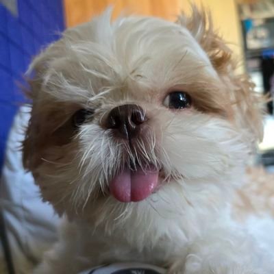 curiouskero13's profile picture. furparent. 
multi-stan.
https://t.co/UVf6zGB9DS 
🖤💜🖤