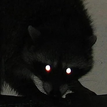 宇宙ケイト🦝 Profile