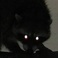 宇宙ケイト🦝 (@_spacecate) 's Twitter Profile