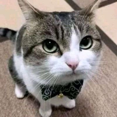 Lememexd17's profile picture. ola