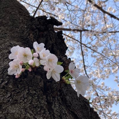 桜とひまわり