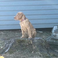 hunter (@ceroizer) 's Twitter Profile