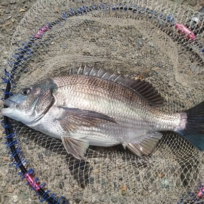 房総でウキフカセ釣りメインで色々やってます!南房総メイン。たま~に外房、銚子でメジナ、クロダイ!あと旬の魚追っかけてます。今はライト底物と紀州釣りにどハマリ中😉
房総の素晴らしい海に感謝!