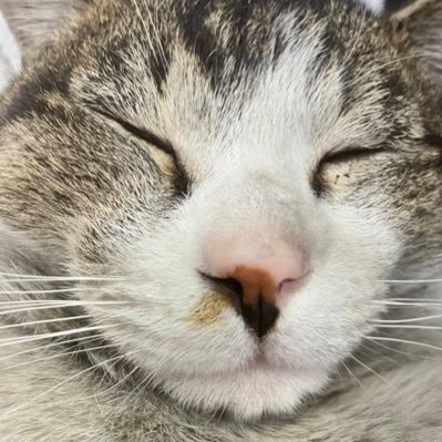 jjkumakumasj's profile picture. ただの猫好き