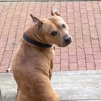 CafeMoto (@cafemoto3) 's Twitter Profile