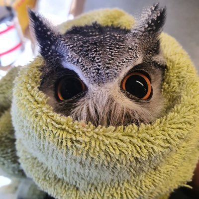 Hi I’m a smol TOWL on the Solana blockchain ca: 9j3vEmBng3JhcL7LPaAx2CoLqE46AYmGPbbFgHKZVKWZ TG: https://t.co/f9WCy2BqnQ